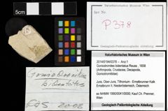 Foto (Objekt + Etiketten) von Goniodromites bidentatus (Reuss, 1858) 